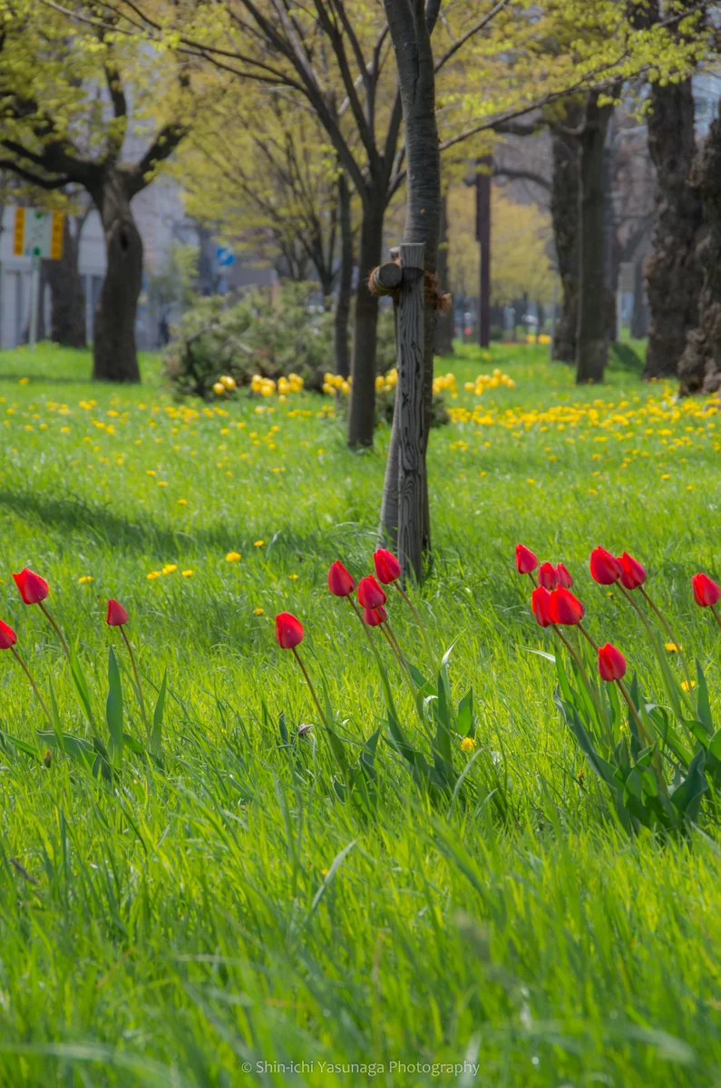 投稿写真：春のハーモニー