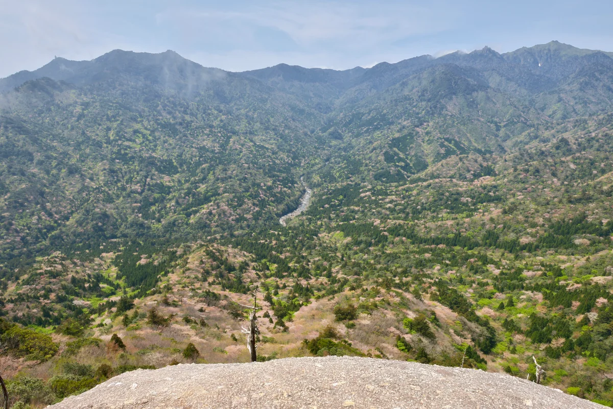 投稿写真：屋久島の春　太鼓岩からの山桜と新緑