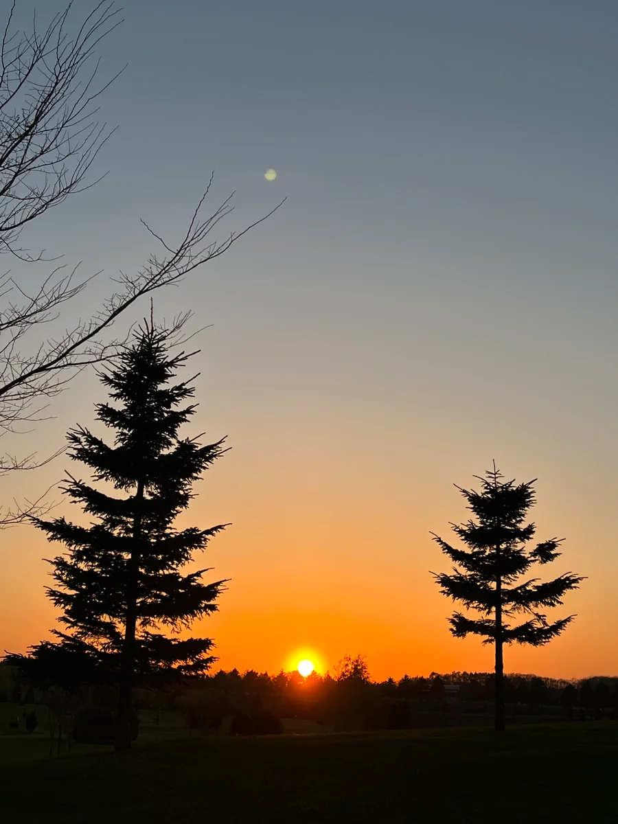 投稿写真：松の木と夕陽