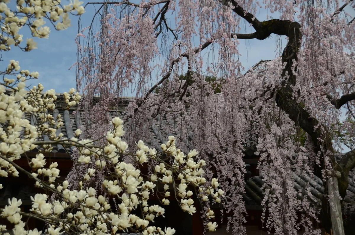 投稿写真：氷室神社枝垂桜