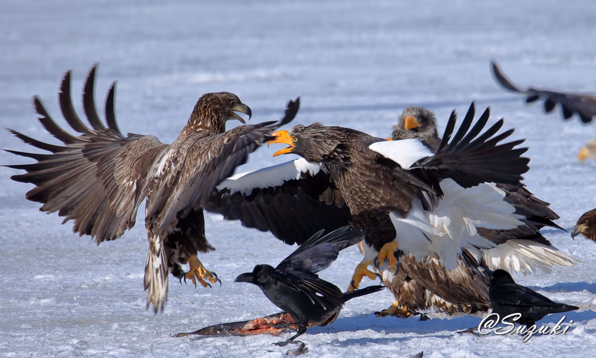 投稿写真：The Battle