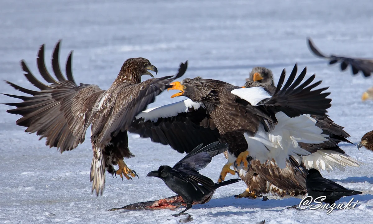 投稿写真：The Battle