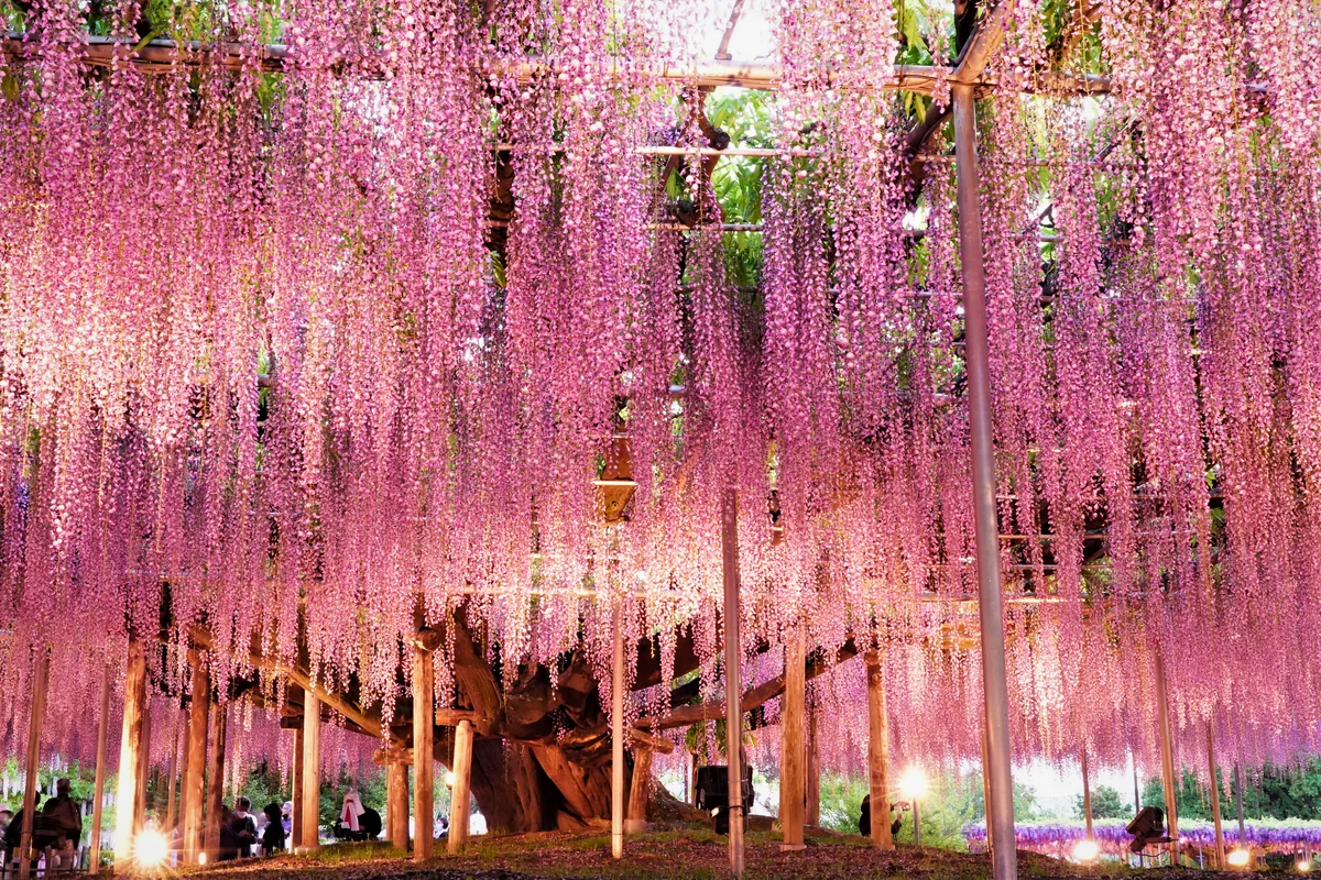 投稿写真：足利フラワーパークの藤棚