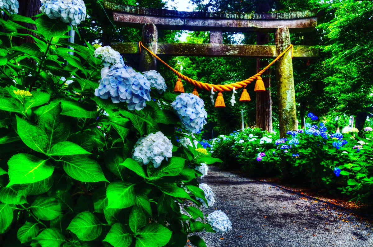 投稿写真：磯山神社　参道の紫陽花