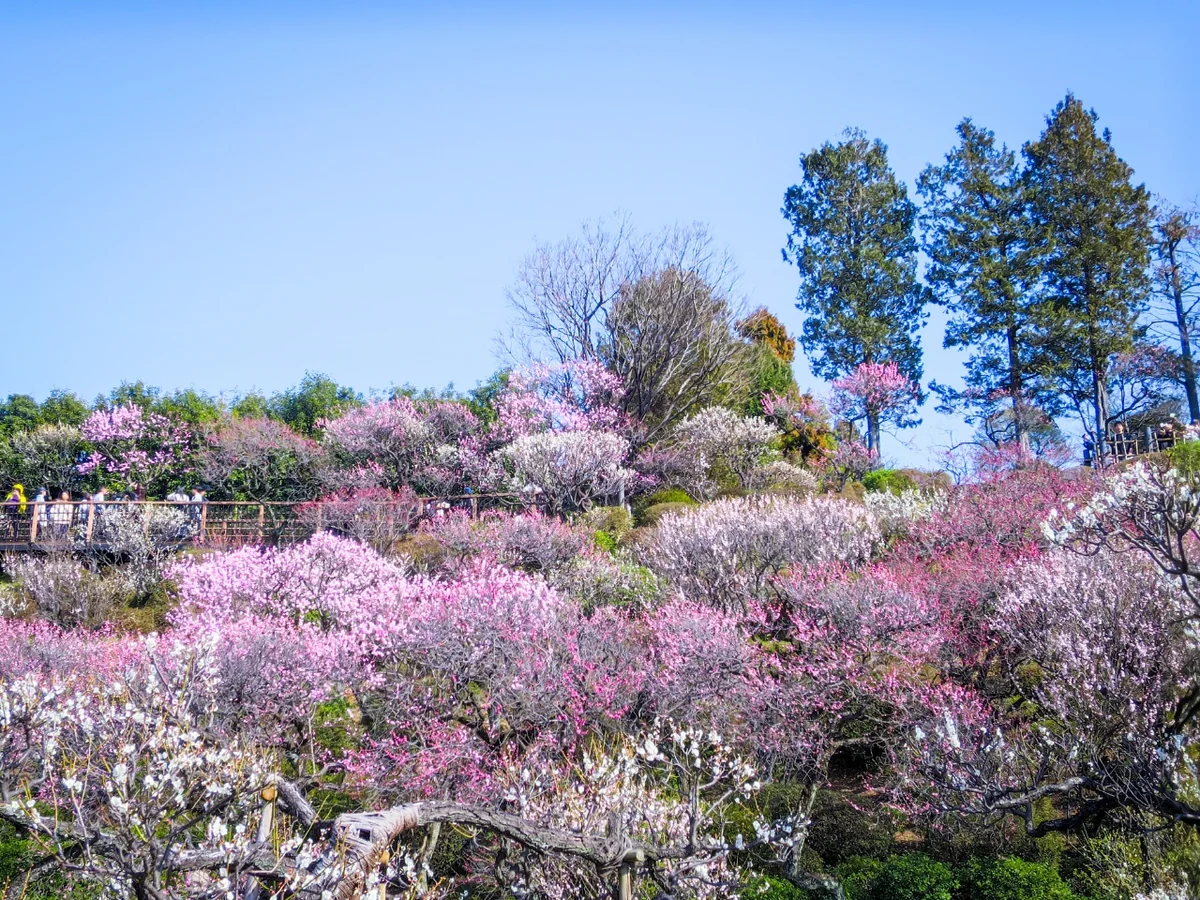 投稿写真：斜面一面の紅白梅①