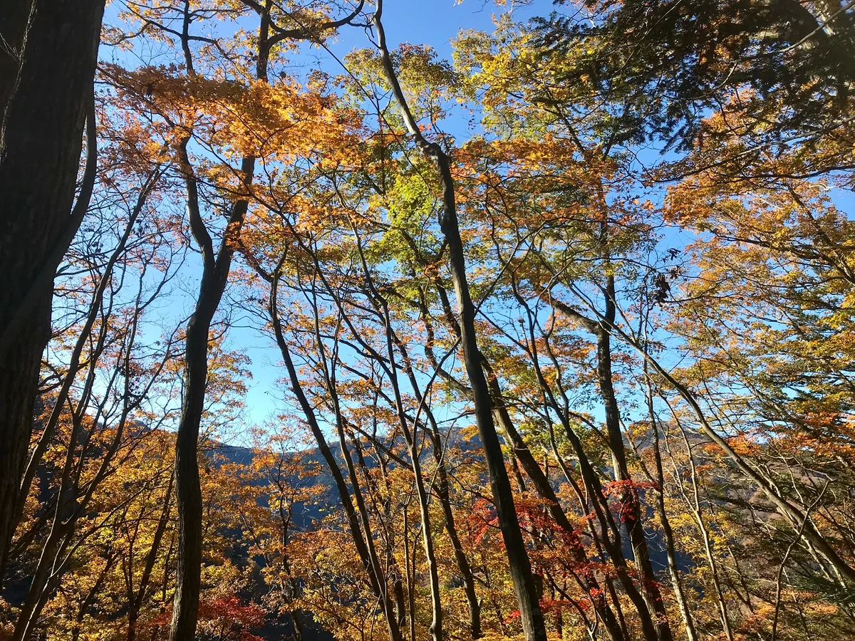 投稿写真：御前山の紅葉