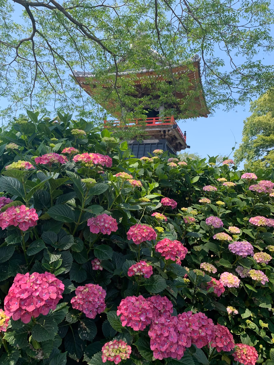 投稿写真：能護寺のアジサイ