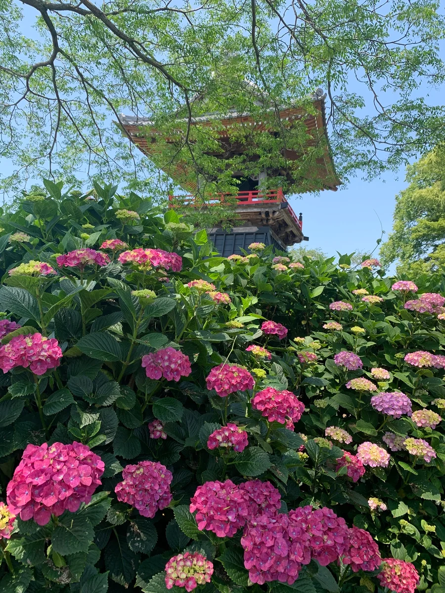 投稿写真：能護寺のアジサイ