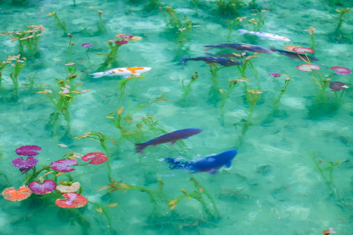 投稿写真：モネの池