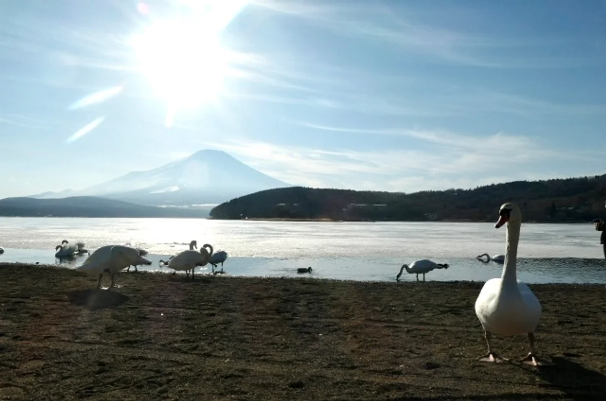 投稿写真：山中湖