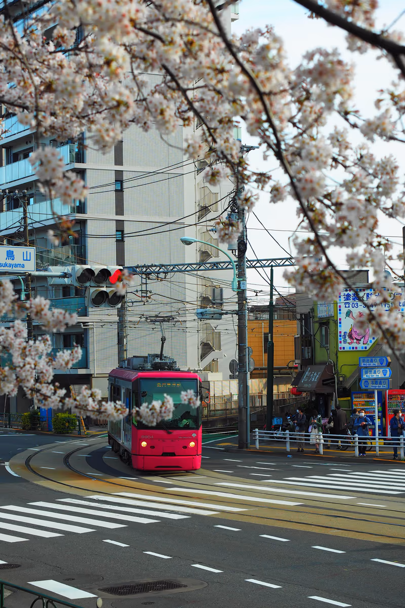 投稿写真：東京さくらトラム