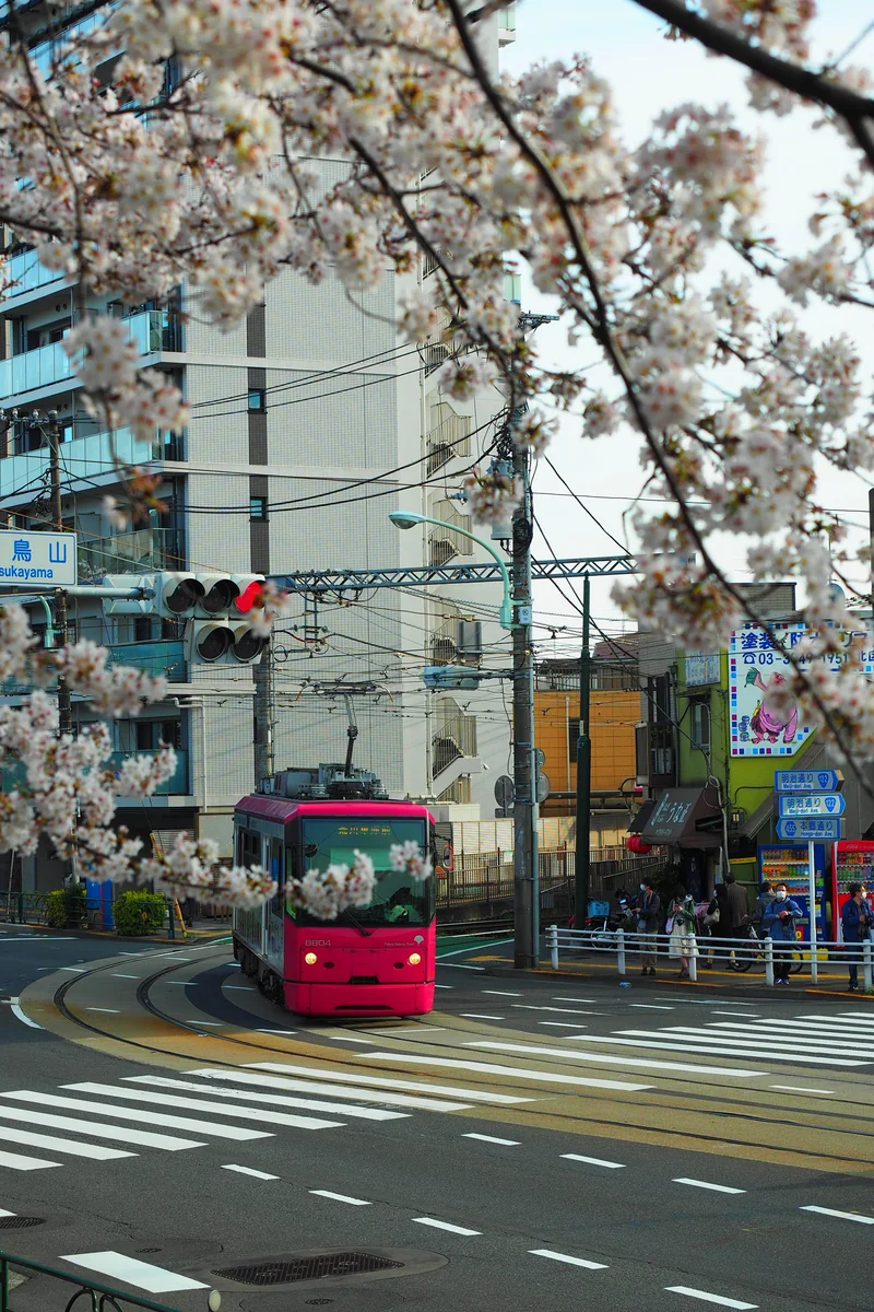 投稿写真：東京さくらトラム