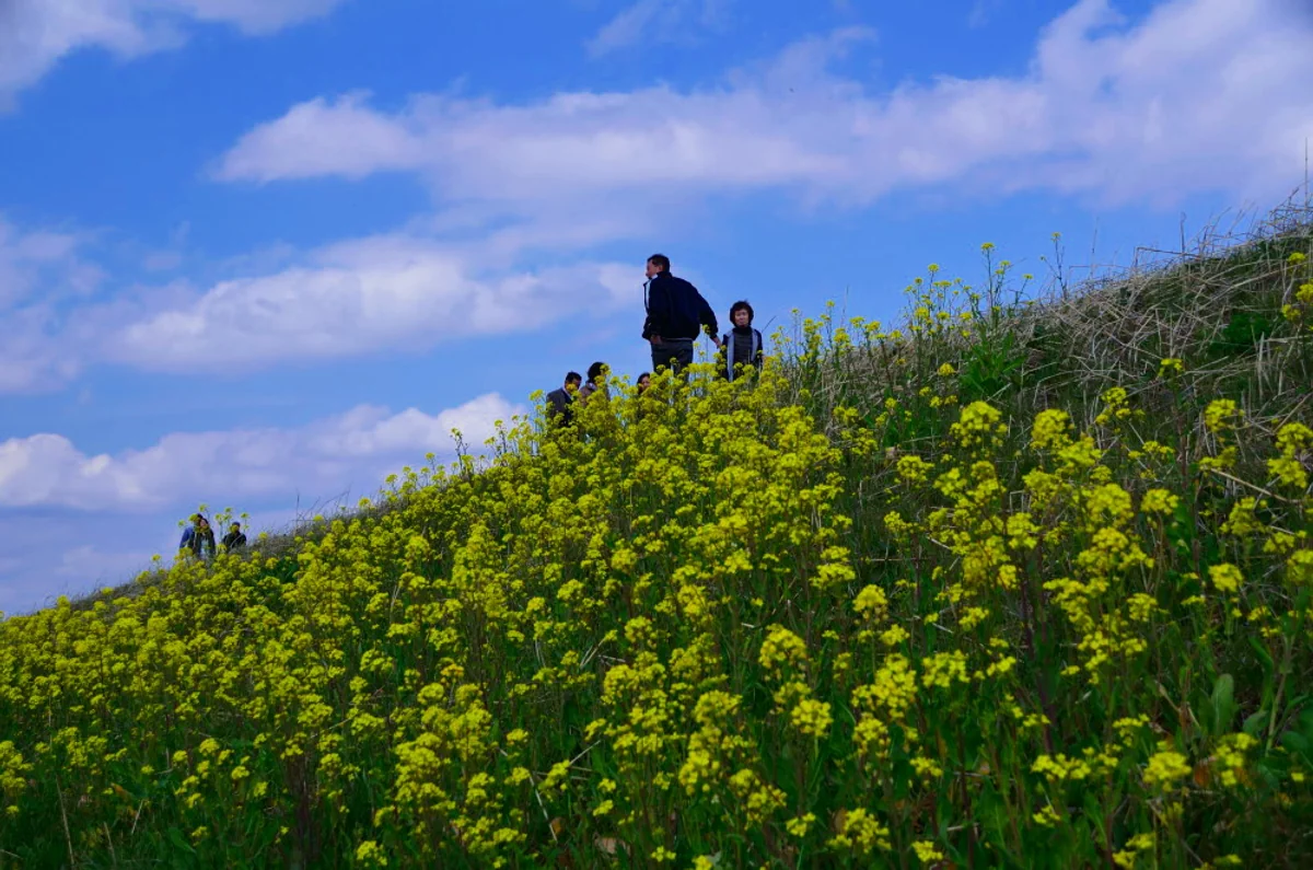 投稿写真：菜の花を待ちわびる
