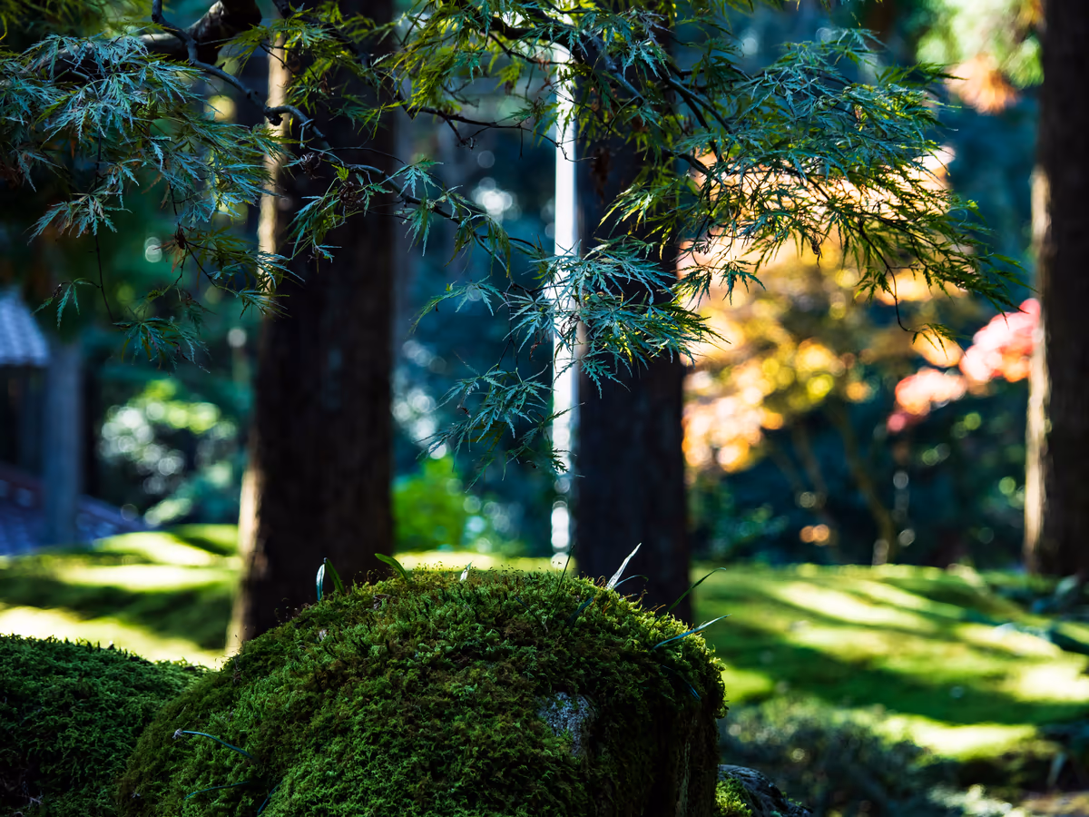 投稿写真：苔の森