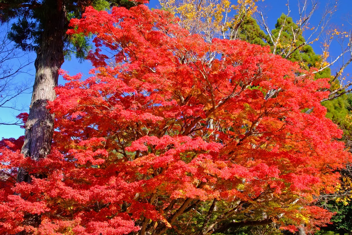 投稿写真：古都の夢ー秋ー