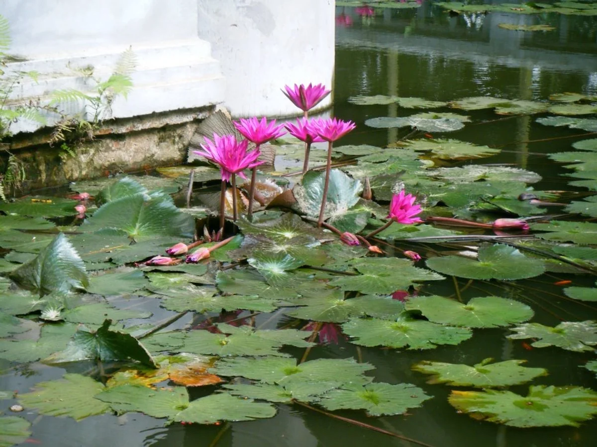 投稿写真：ベトナムのスイレン