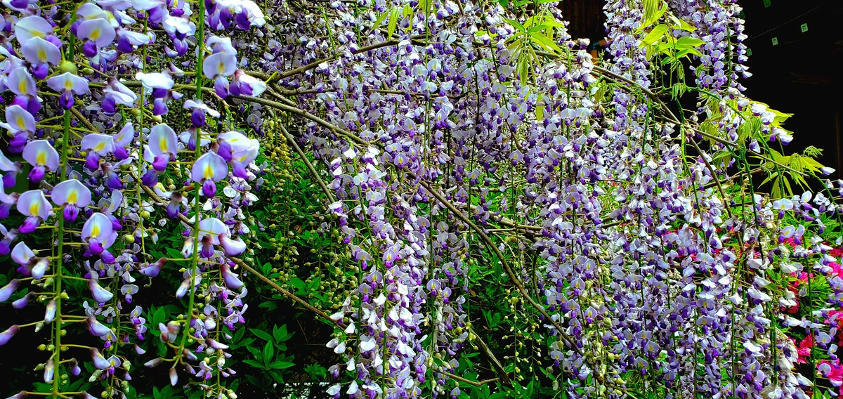 投稿写真：樹齢600年の藤