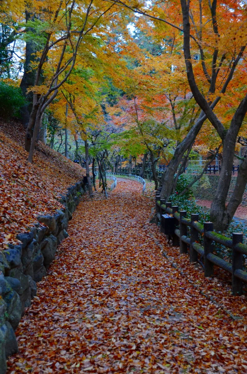 投稿写真：秋の散歩道