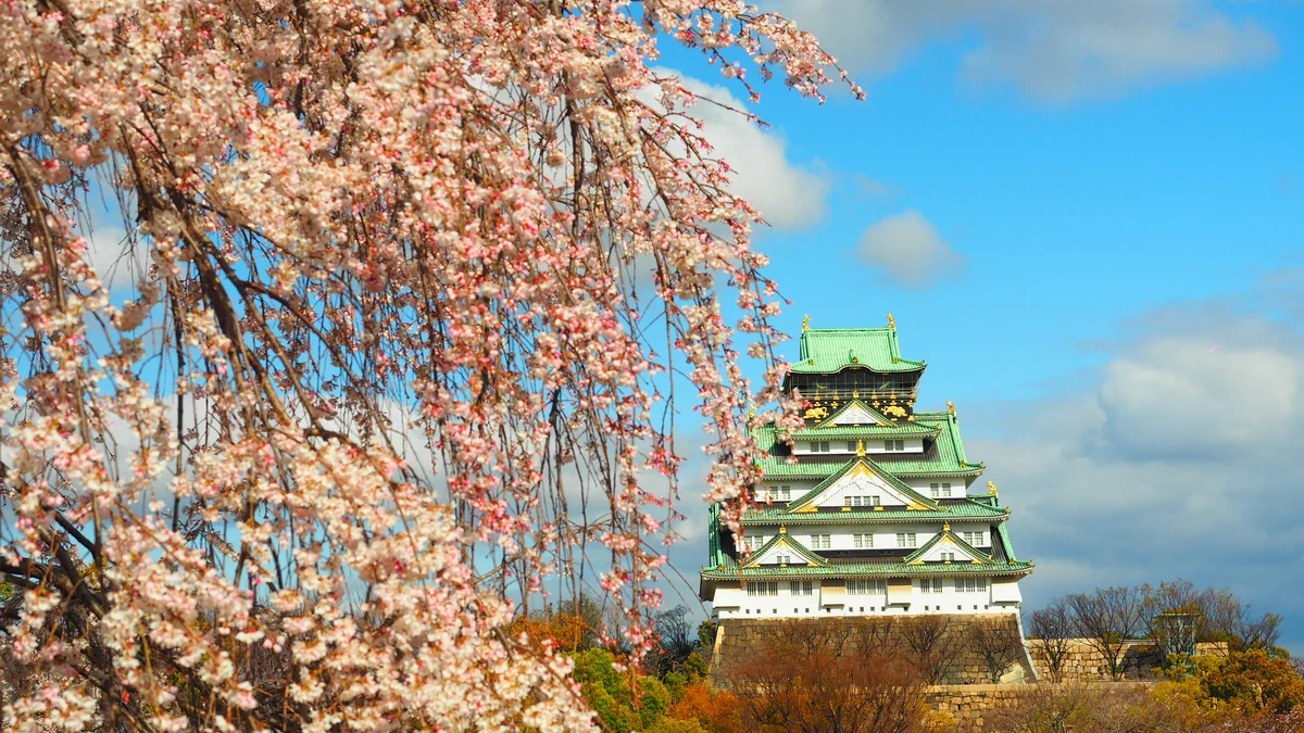 投稿写真：大阪城　桜