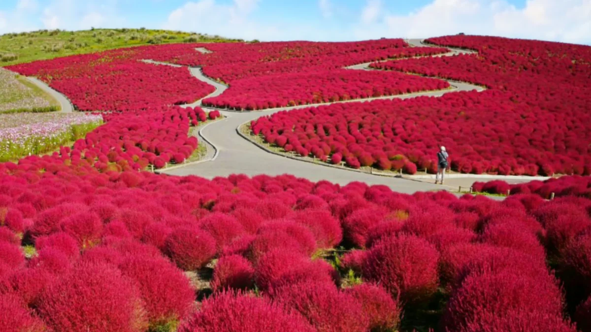 投稿写真：コキアの丘