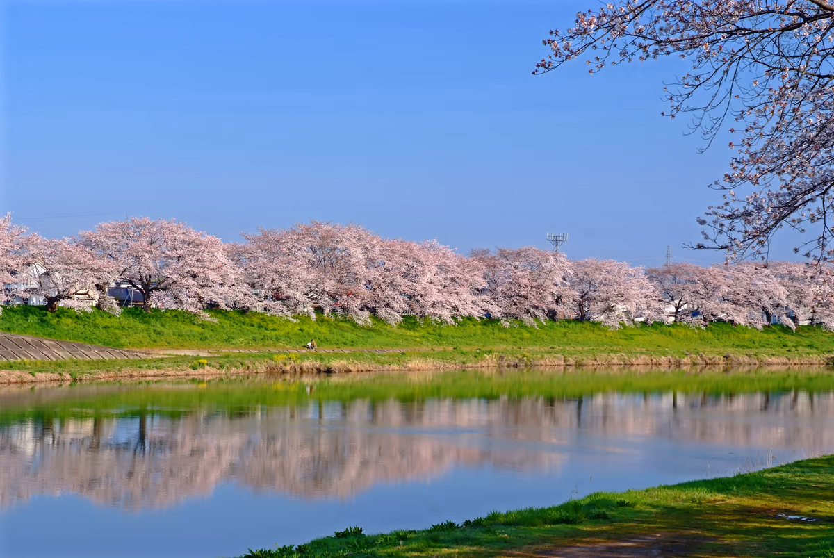 投稿写真：千本桜、ふたたび