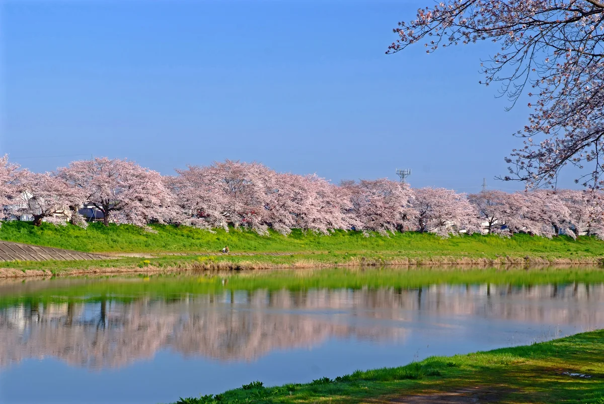 投稿写真：千本桜、ふたたび
