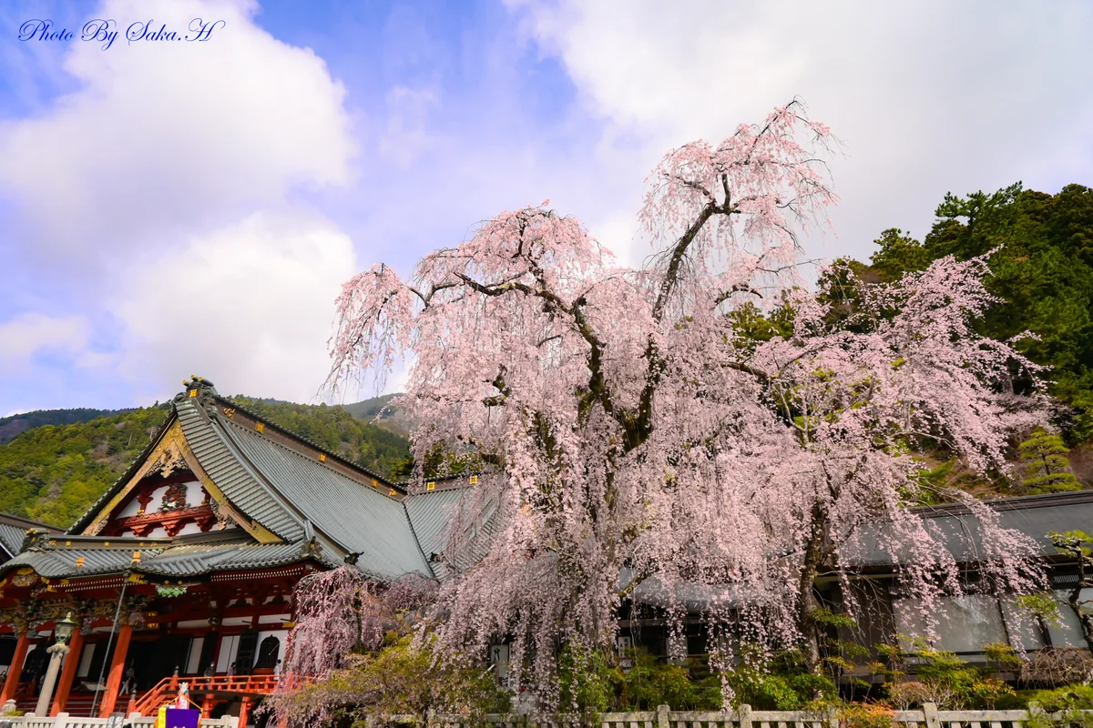 投稿写真：４００年見守っていてくれてありがとう