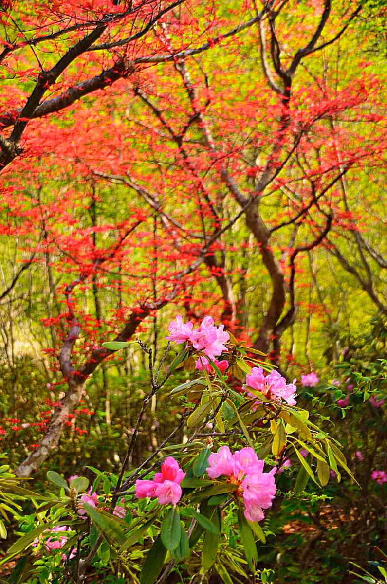投稿写真：新緑の中の石楠花