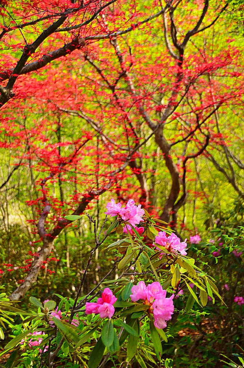 投稿写真：新緑の中の石楠花