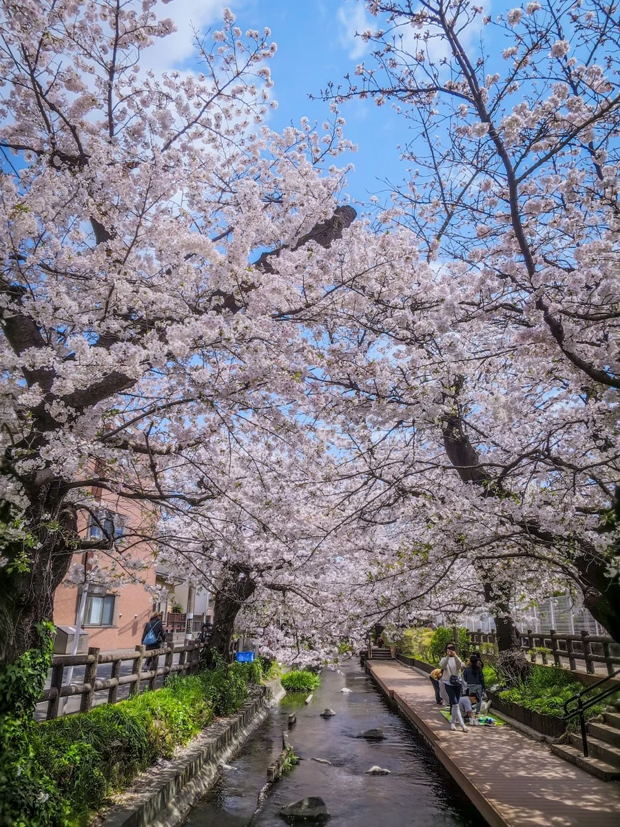 投稿写真：二ヶ領用水と桜並木