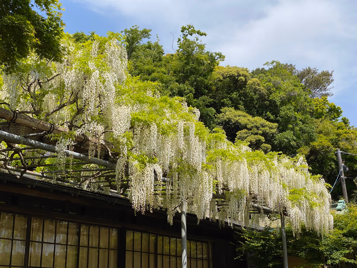 投稿写真：白藤満開