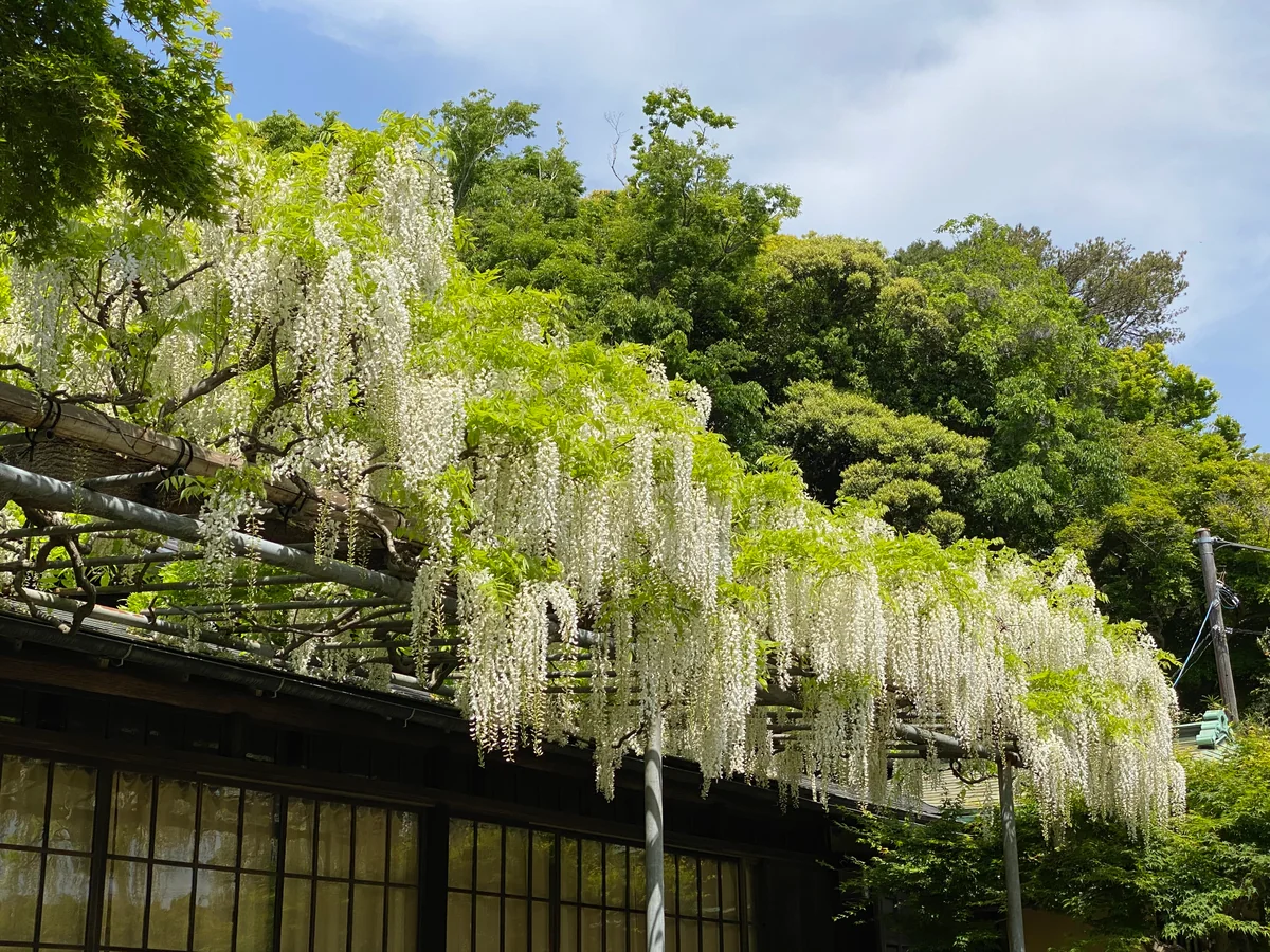 投稿写真：白藤満開