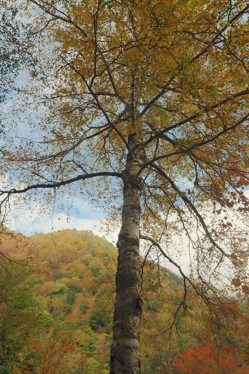 投稿写真：西沢渓谷　見上げれば秋の色