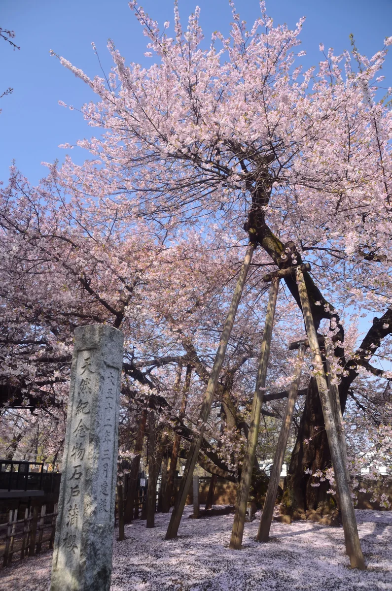 投稿写真：石戸蒲桜