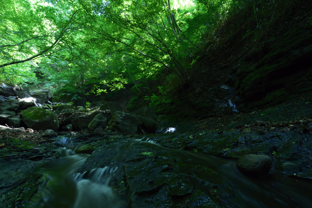 投稿写真：green