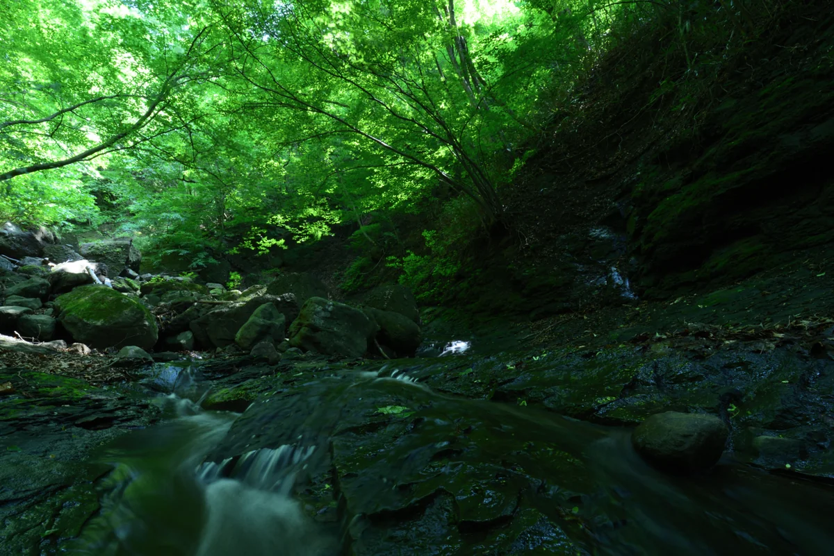 投稿写真：green