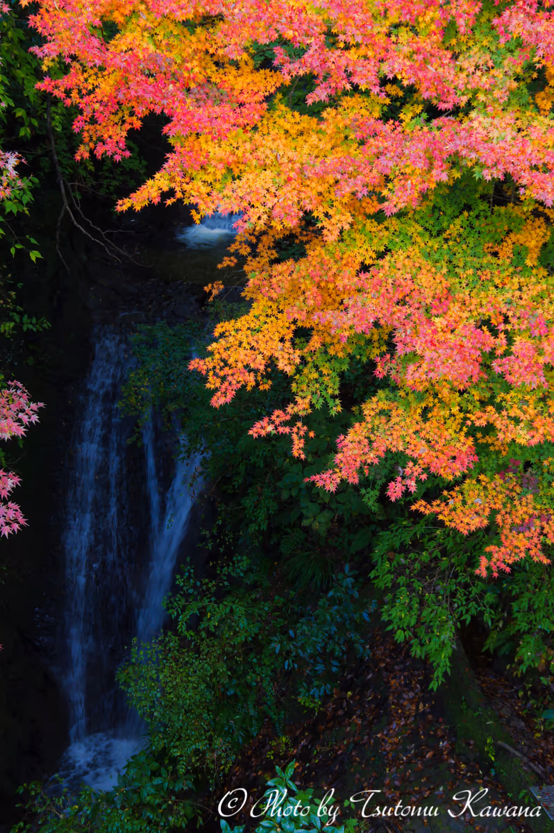 投稿写真：千葉県富津市もみじロードの紅葉