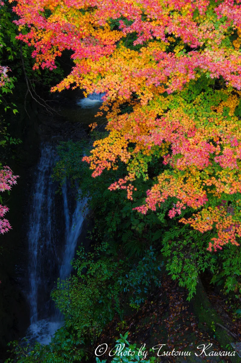 投稿写真：千葉県富津市もみじロードの紅葉