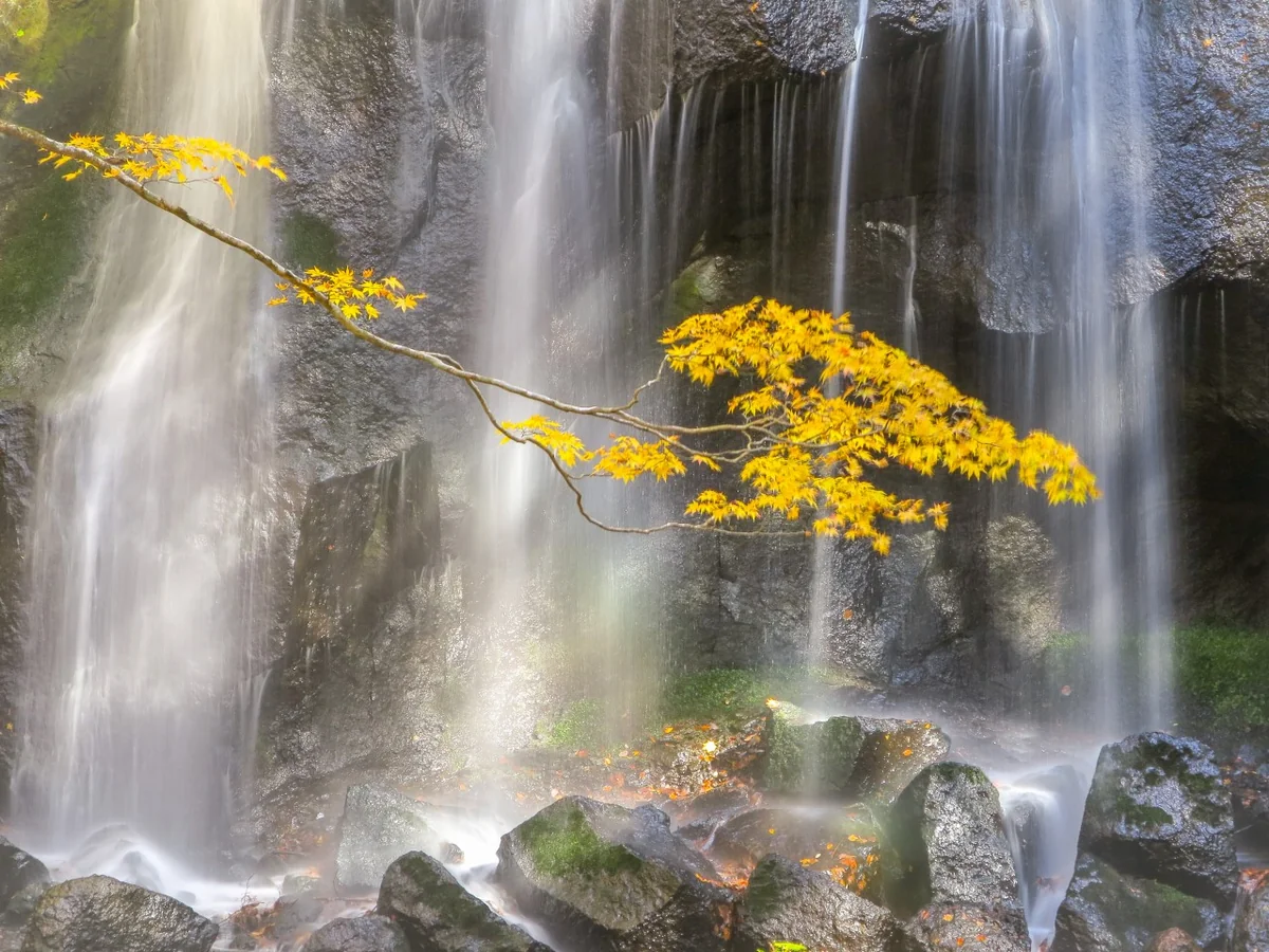 投稿写真：一枝のもみじの黄葉