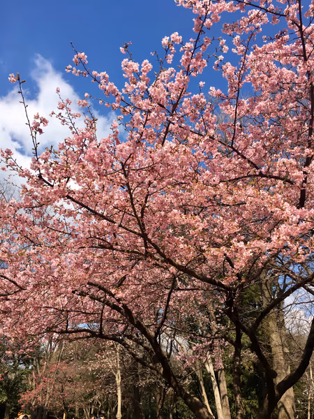 投稿：井の頭公園の河津桜