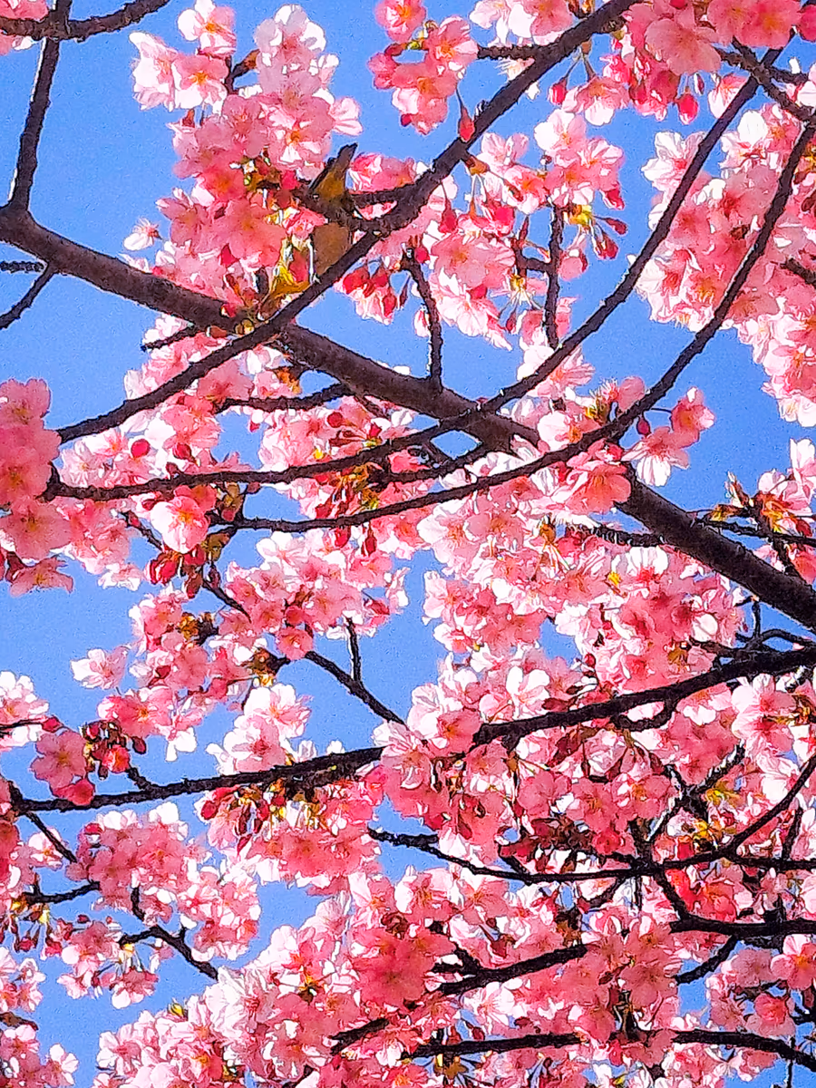 投稿写真：満開の河津桜
