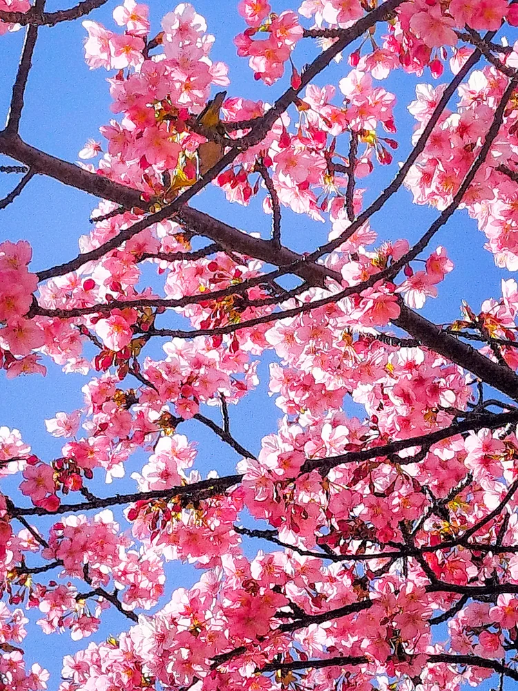 投稿写真：満開の河津桜