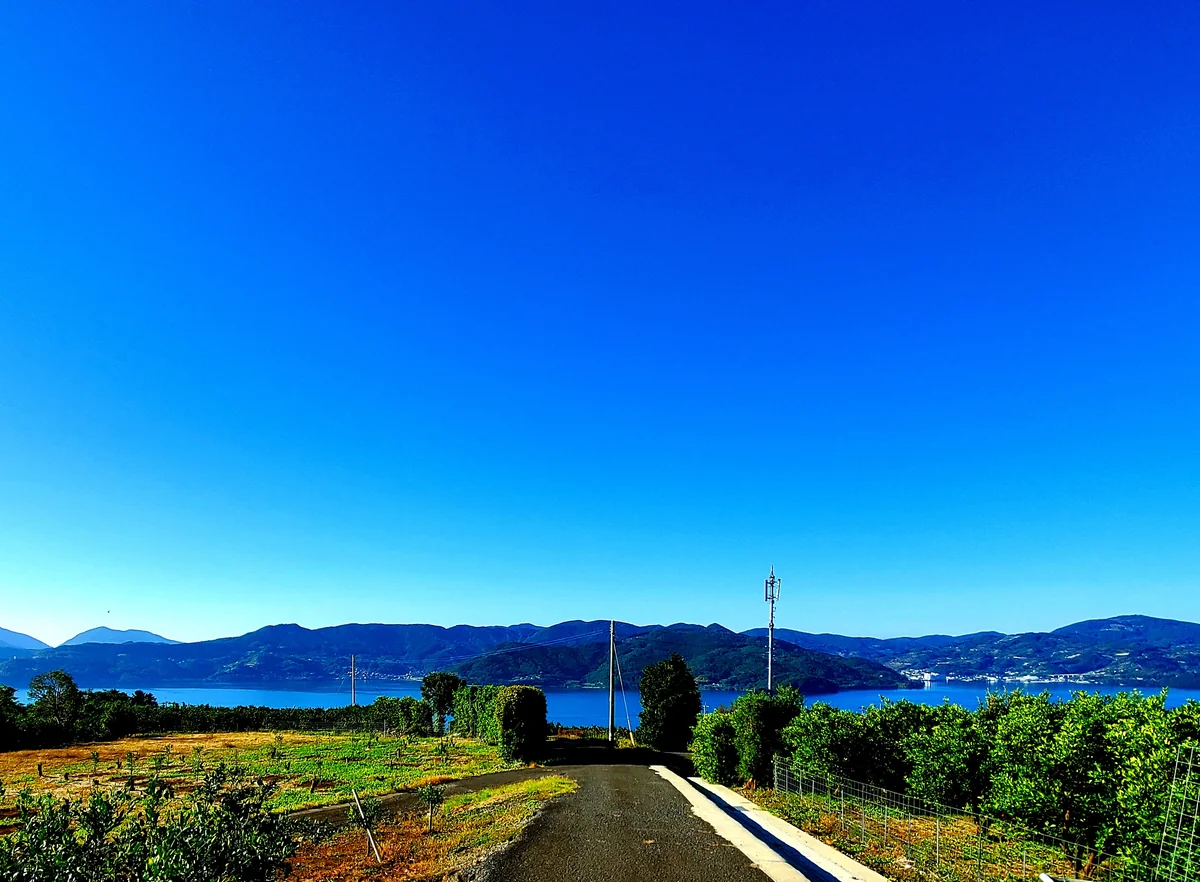 投稿写真：みかん畑と大村湾