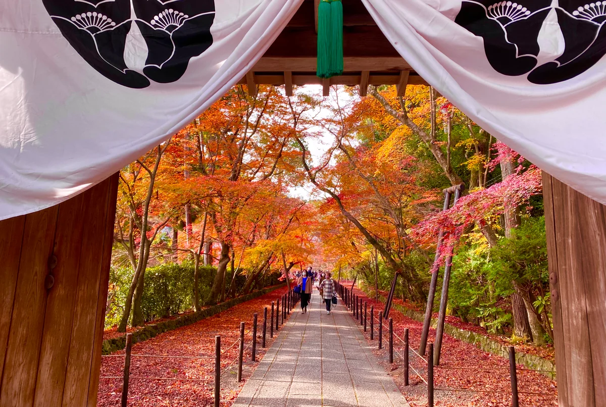 投稿写真：秋色京都🍁光明寺のもみじ参道