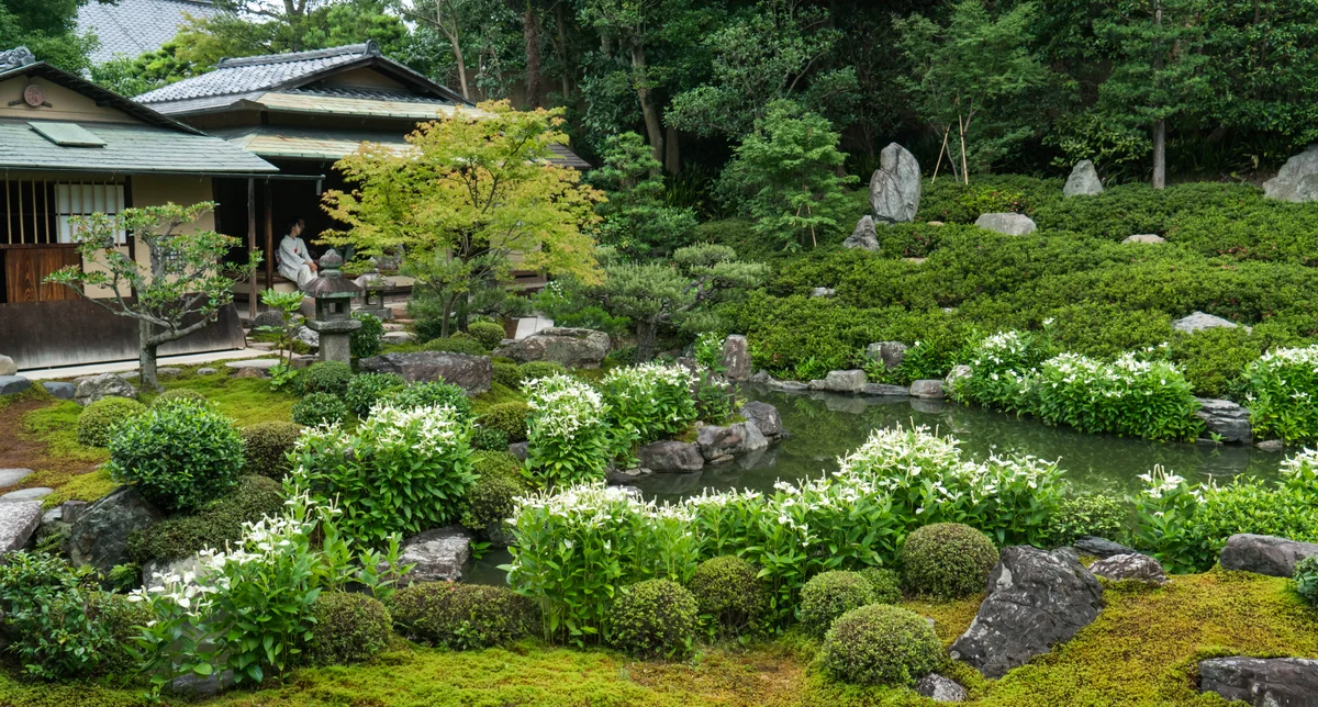 投稿写真：両足院　半夏生の庭