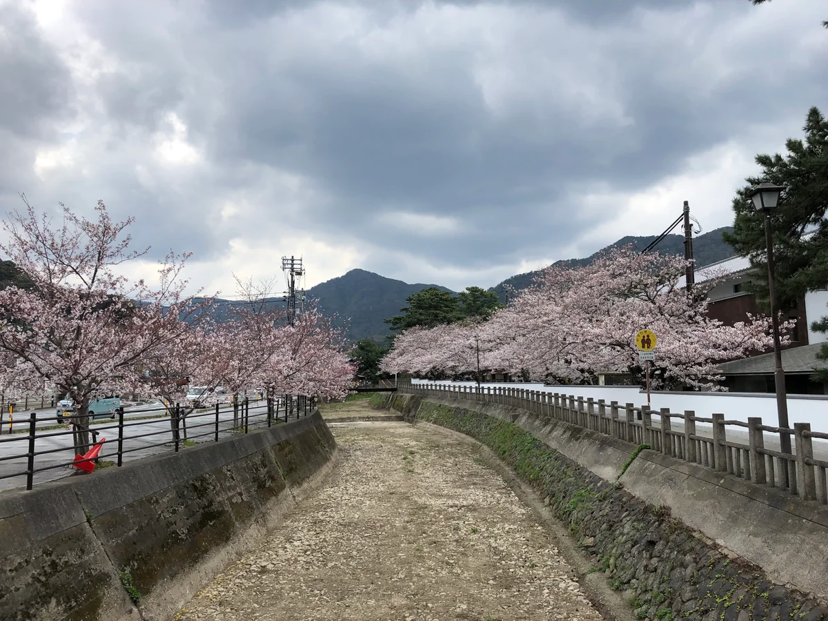 投稿写真：松陰神社の桜