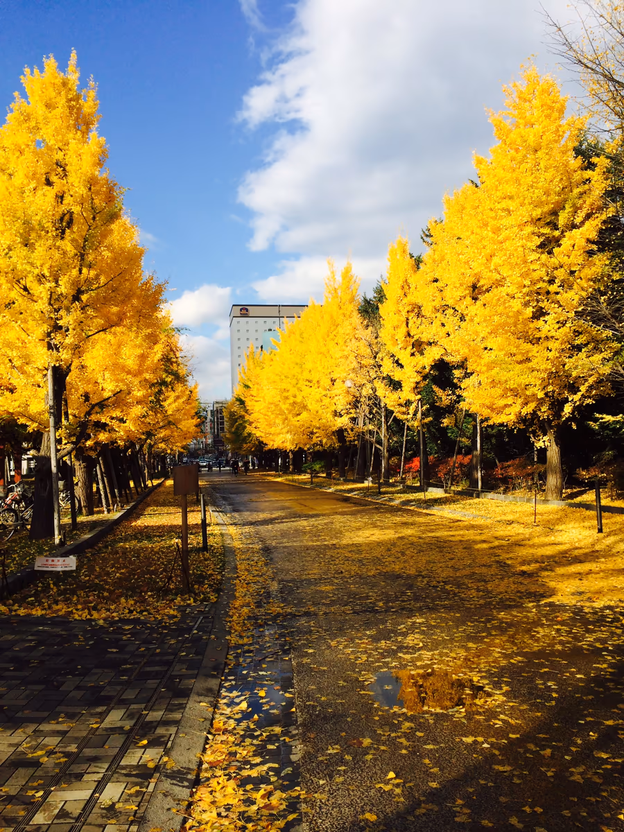 投稿写真：いちょう並木