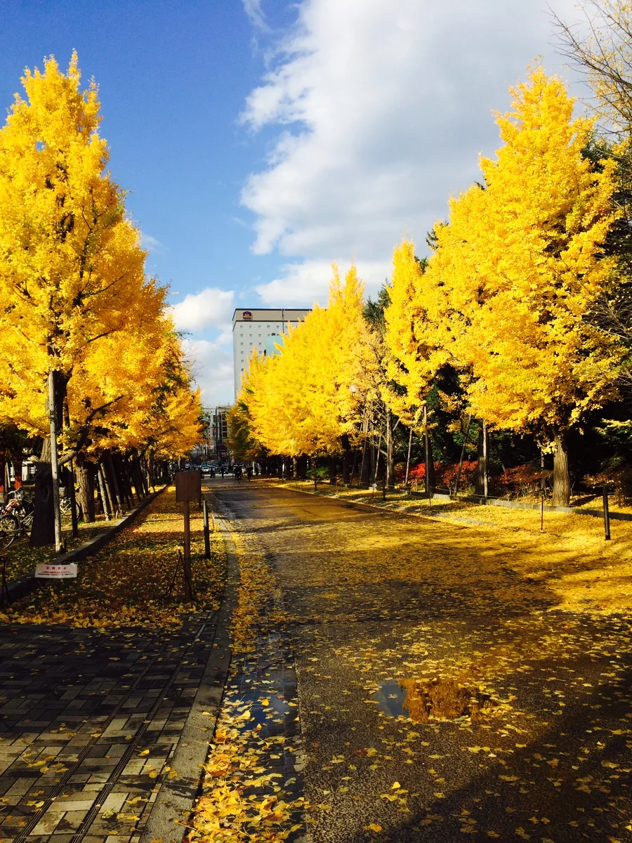 投稿写真：いちょう並木