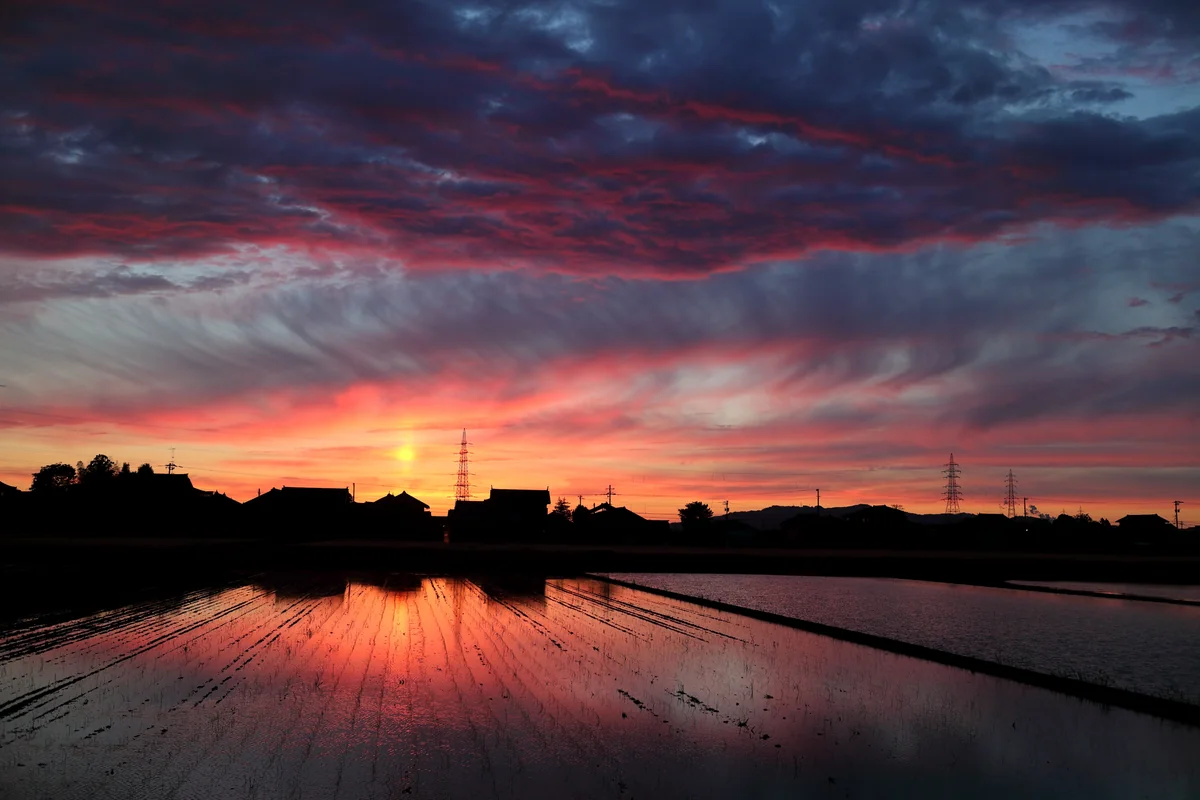 投稿写真：田植えの後