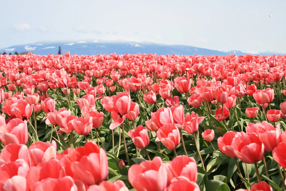 投稿写真：チューリップ祭り